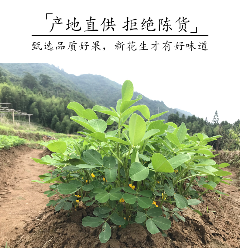 八闽风 龙岩花生 2斤 多口味可选 图7