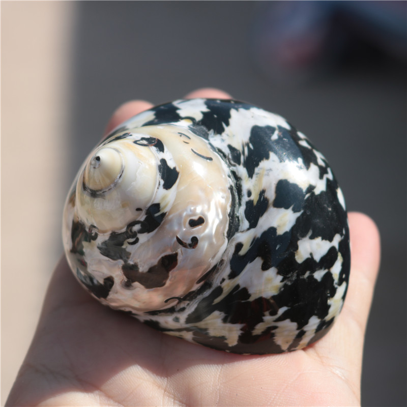 Roll shell special natural hermit crab shell landscaping replacement conch fish tank Aquarium ornaments decorative fish spare