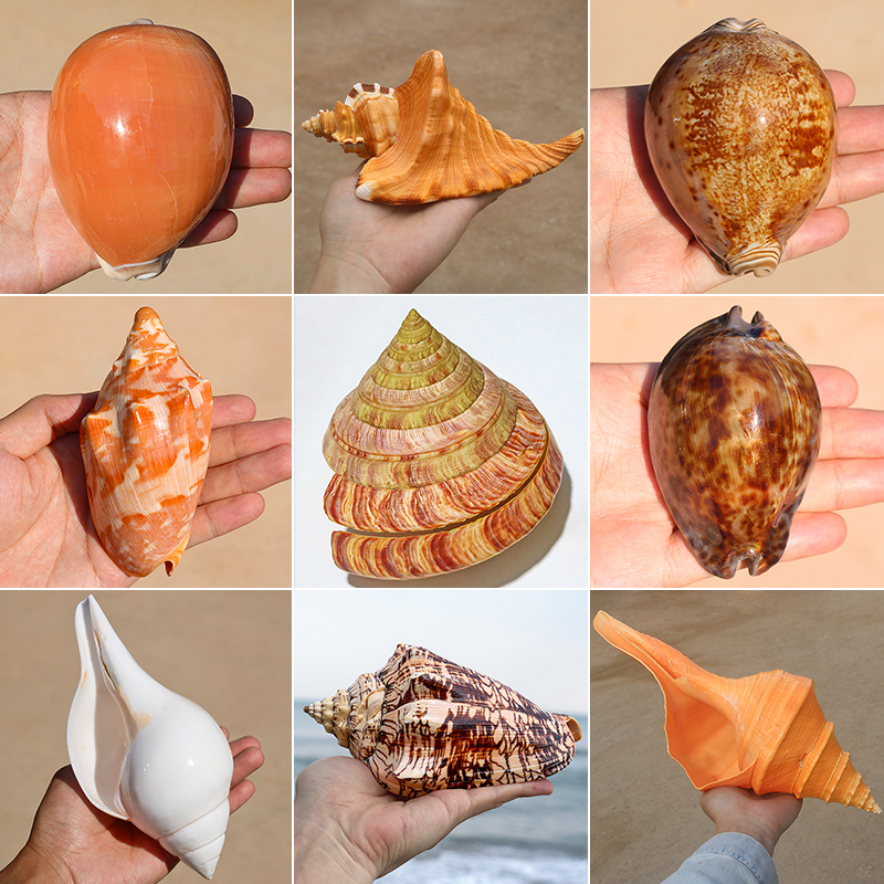 Radar Conch Cymatium Raderi Natural Conch Shell Rare Collection Specimen Home Decoration Ornament