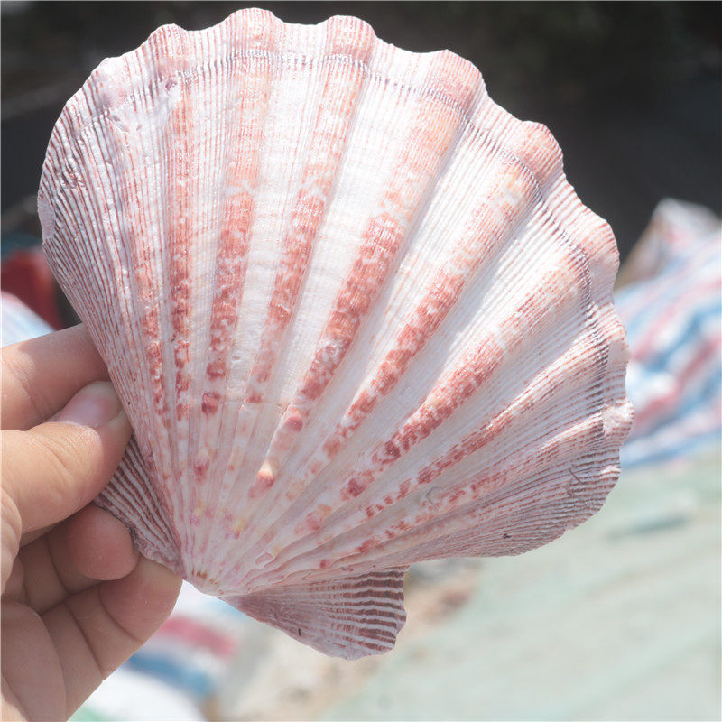 (Snail's art) Natural sea snail shells Color large scallion beislet water family fish tank made of furniture decoration-Taobao