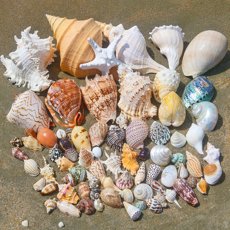 天然の貝殻、巻貝、ヒトデ、ヤドカリの交換用貝殻、DIY貝殻フォトフレーム、水槽のレイアウト、大きな巻貝