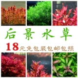 Живые водные растения в аквариуме, средняя и задняя сцены, голландская сцена, сиренево-красный, дворцовый закат, красная бабочка, зеленая дворцовая зеленая хризантема