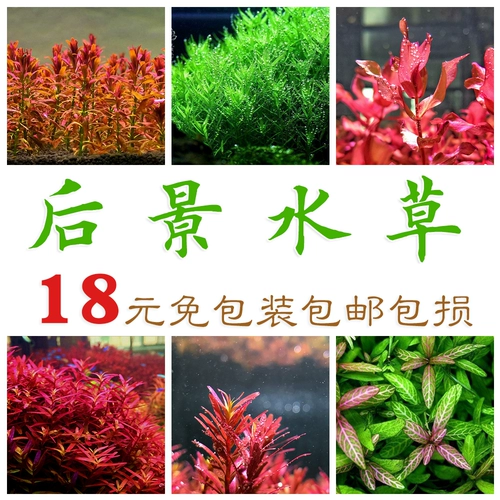 Живые водные растения в аквариуме, средняя и задняя сцены, голландская сцена, сиренево-красный, дворцовый закат, красная бабочка, зеленая дворцовая зеленая хризантема