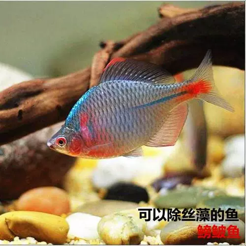 Caima Chicolin Fish -Fish -Ballop View Живут рыба пресноводная рыба Холодная рыба Протонная рыба водяные рыбы Чистая рыба