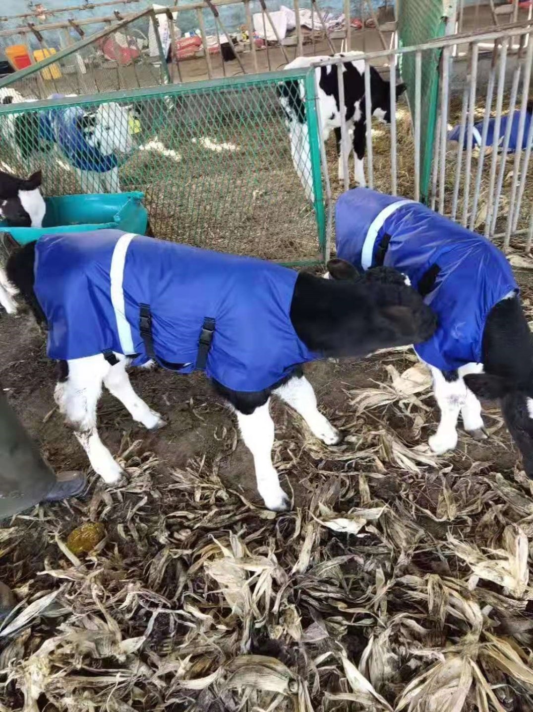 Bull Calf Waistcoat Waistcoat Plus Suede Calf Anti-Chill Bull with winter bulls calf clothes insulated against cold and warm