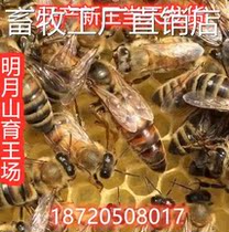 Italian Honeybee 40226 Wang Yesbee High-yield Honey Queen Bee Spawning King Bee production Wang Yesbees production of the royal jelly