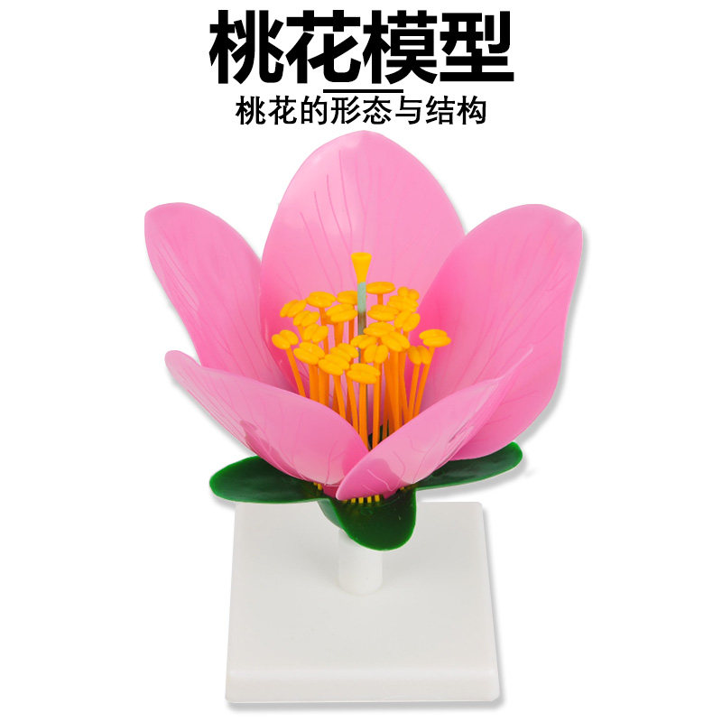 桃花模型桃花花蕊花瓣桃花内部结构构造放大模型初中高中生物实验模型生物教学教具仿真模型