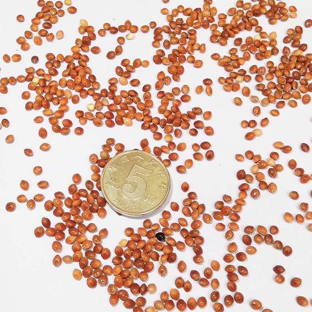 Millet Pillow Filling for Newborn Baby Pillows, Millet Filling Material, Baby Pillow Core, Red Millet and Millet Seed Pillow Core Material