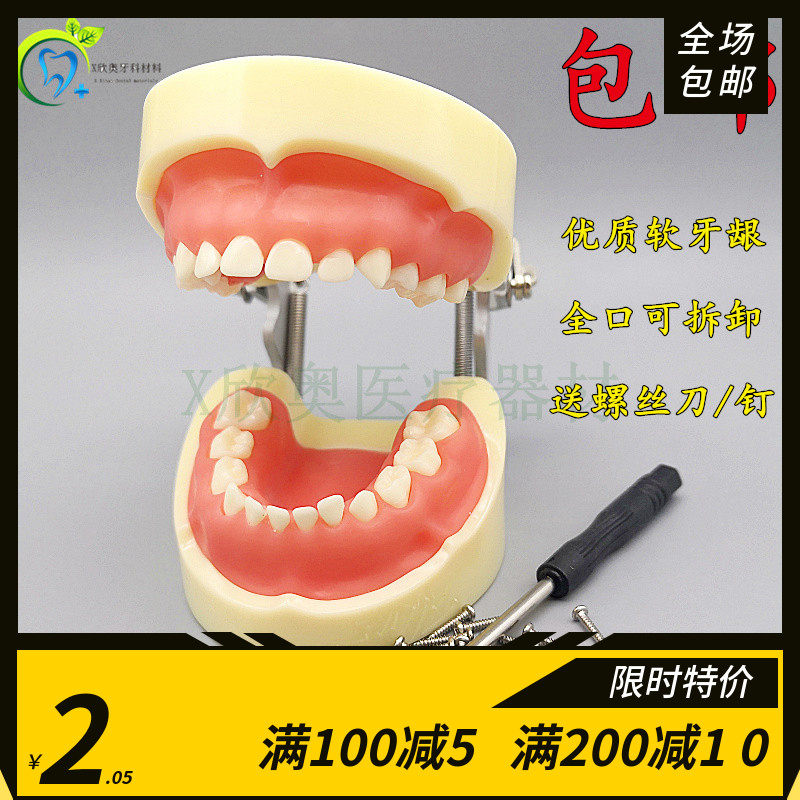 牙科口腔模型 儿童全口24颗乳牙备牙模型 软牙龈乳牙可拆卸模型