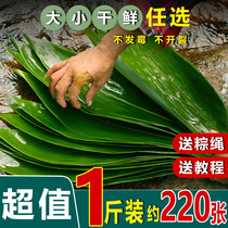 Rice dumpling leaves Rice dumpling leaves dried fresh large bag rice dumpling leaves dried large rice dumpling leaves extra large natural bamboo leaves wholesale free shipping