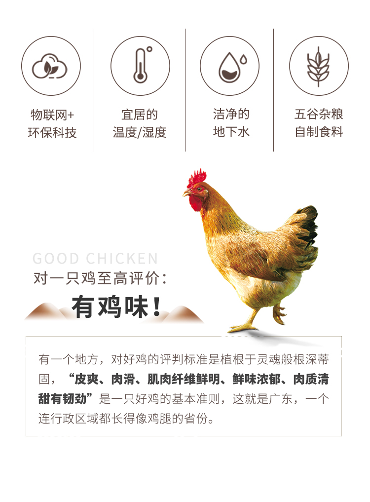 知名上市公司 温氏 供港盐焗鸡 700g 广式经典 图3
