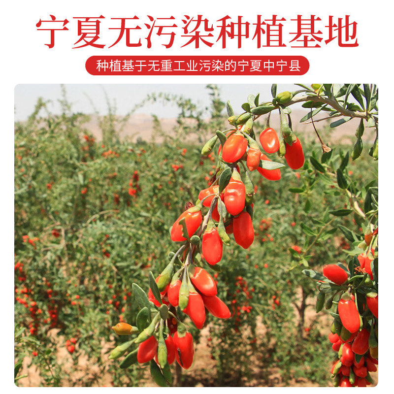 长白山野生肾精草化石草枸杞子桑葚干补黄金草嗷嗷叫茶男士肾保养神器,喝出男人味!💪🌿-养生茶-淘宝百科网