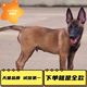 Horse dog puppies, purebred live military dogs, police dogs, black and red horse dog puppies, guard dogs, fine large wolf dogs