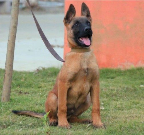 Horse dog puppies, purebred live military dogs, police dogs, black and red horse dog puppies, guard dogs, fine large wolf dogs