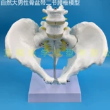 Обучение медицину естественным образом, человеческое тело человеческого тела человеческого тела, тазовая модель таза прикрепляла два -поясничный бедро и крестцовый хвостовой кость