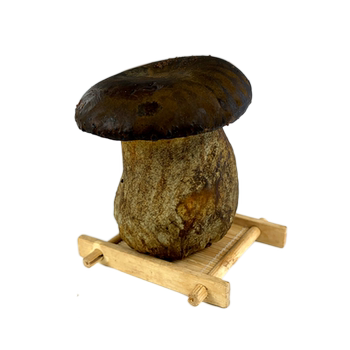 Fresh black porcini 500g edible porcini yunnan specialty mushrooms stir-fry soup hot pot ingredients