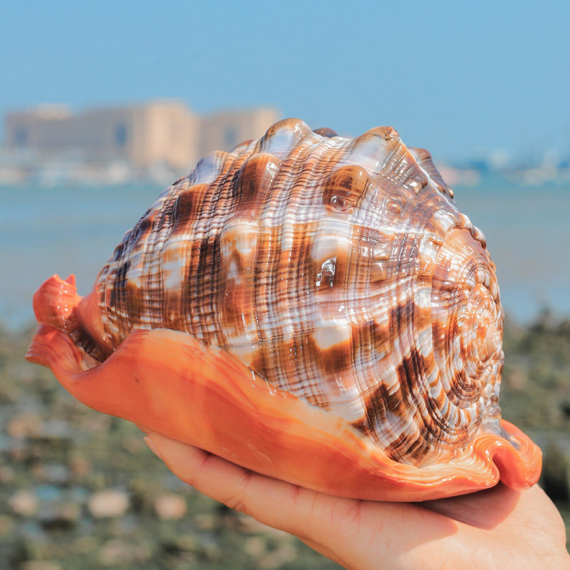 Lucky treasure Wanbao snail shell ornaments Natural super sea snail Four famous snails Fish tank landscaping aquarium decorations