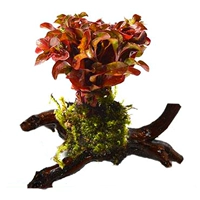 Светло-зеленый