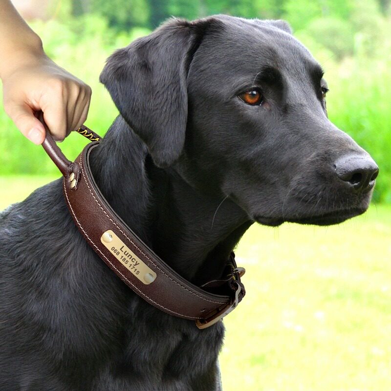 真皮狗項圈中型犬狗脖圈拉布拉多金毛大型犬德牧狗牌刻字頸圈狗圈