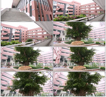 Student space campus Shenzhen Nanshan Yucai two small space Big Banyan Tree Real shot video material