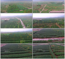 Organic White Tea white tea base Hongya white tea Meishan Hongya white tea base white tea planting real video material