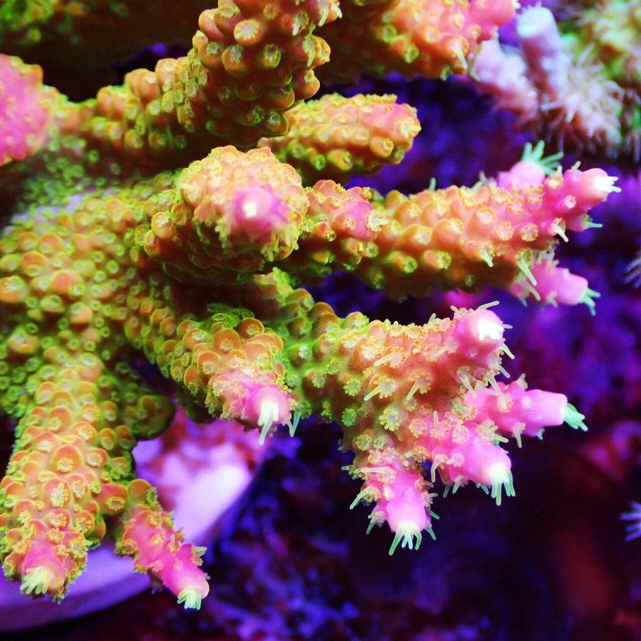 珊瑚 令人惊叹的110 加仑SPS 主宰珊瑚礁水族馆，由Atlantik V4 •Orphek 点亮