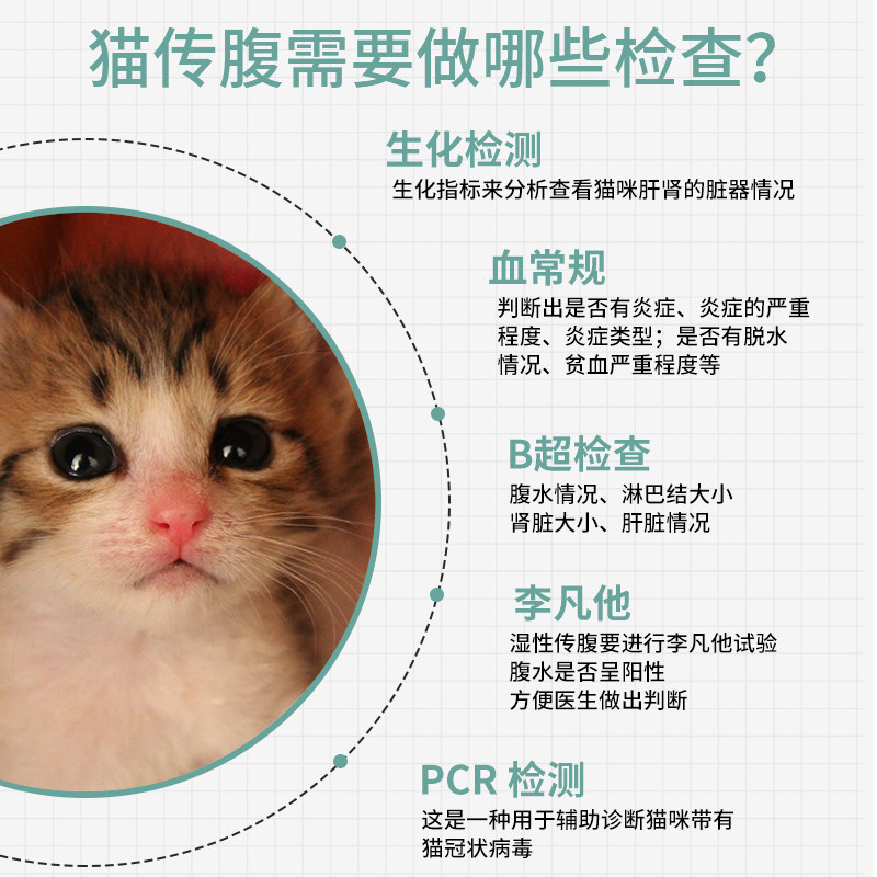 猫传腹治疗药测试抑制剂腹水干湿性猫咪腹膜炎fipv特针剂片剂药剂