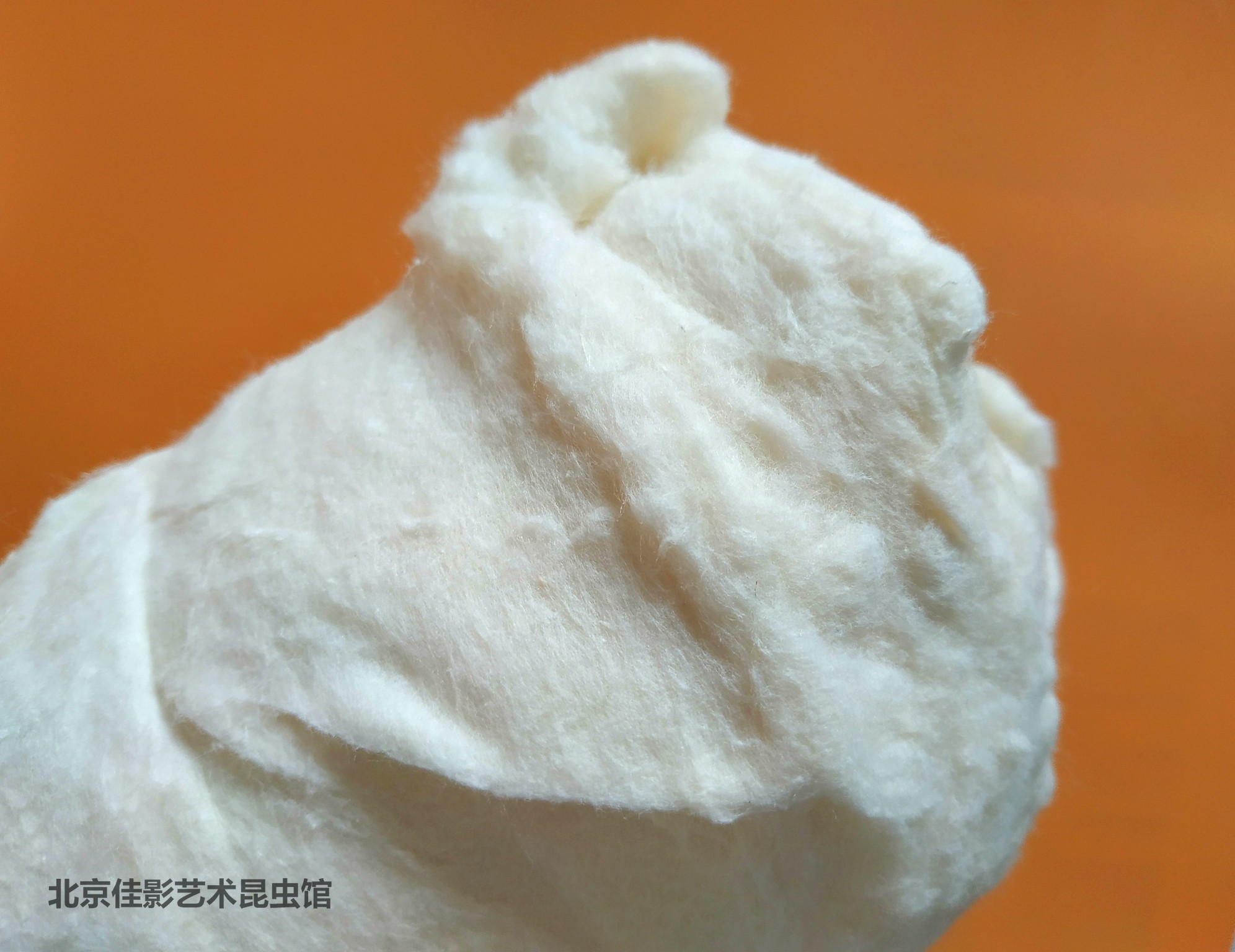 棉花棉球 掏肉填充棉花昆虫生物标本 填充假体 50克 500克