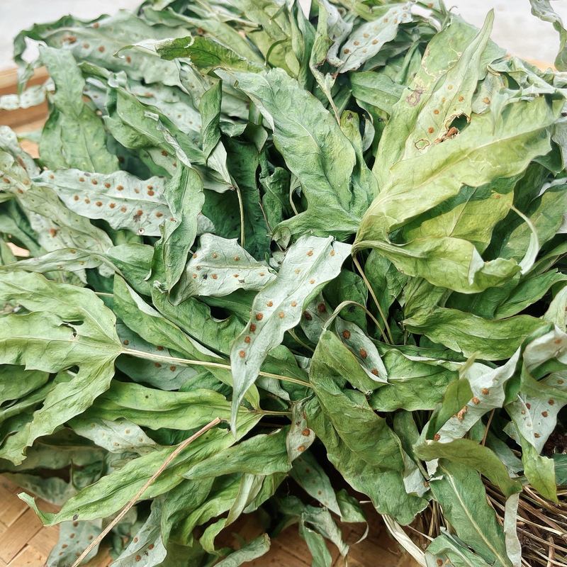 Fujian Wild Golden Chicken Feet Chinese Medicinal Materials Duck Feet Grass Seven Star Grass Venus Grass Goose Feet Grass Soup New Arrival Sulfur-Free Fujian Wild Golden Chicken Feet Chinese Medicinal Materials Duck Feet Grass Seven Star Grass Venus Grass Goose Feet Grass Soup New Arrival Sulfur-Free