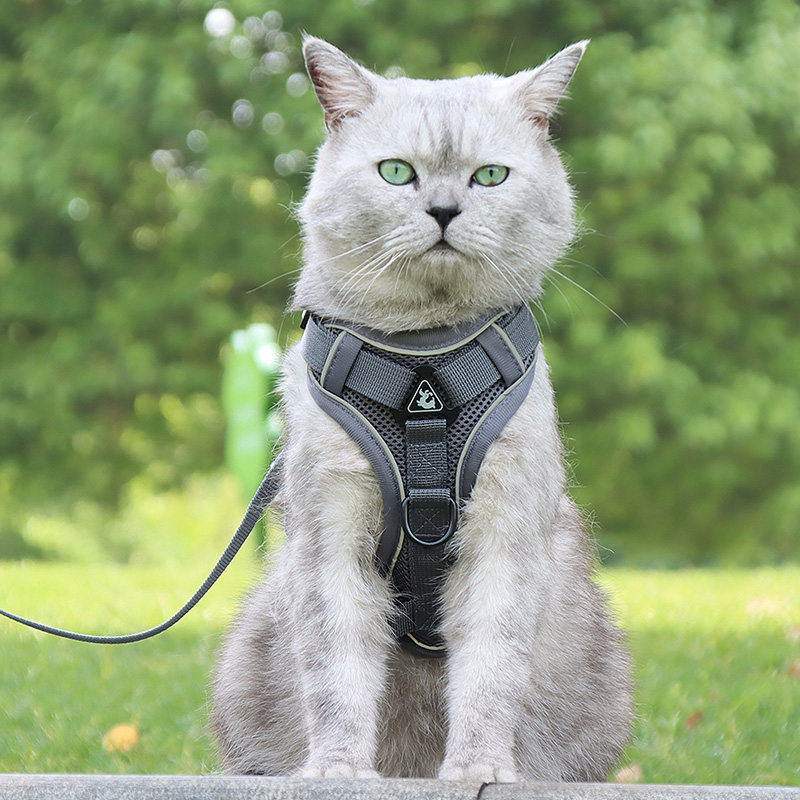 Kitty Traction Rope Vest Type Chest Holding Baby Bag Out Kitty Special Anti-Escape Cat Rope Silver Asymptotic Chain Sub Supplies
