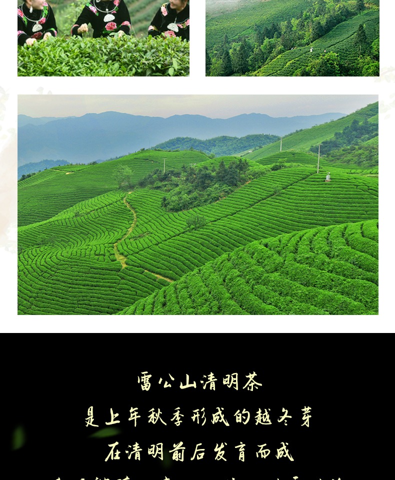 贵州高山清明茶100g