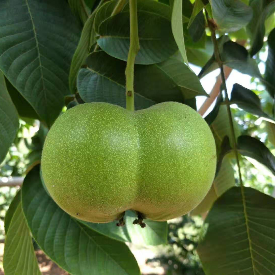 Live special shooting Laishui hemp walnut boutique three-edged four-edged grinding plate apple orchard water dragon pattern big thick tendon wild niche