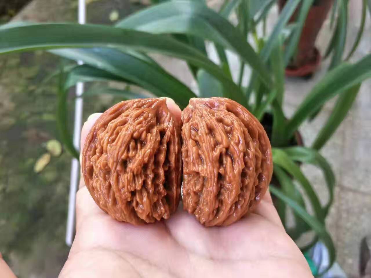 Wen play walnut four-building lion head official hat wild shaped three-four edges green leather boutique collection play stuffy tip