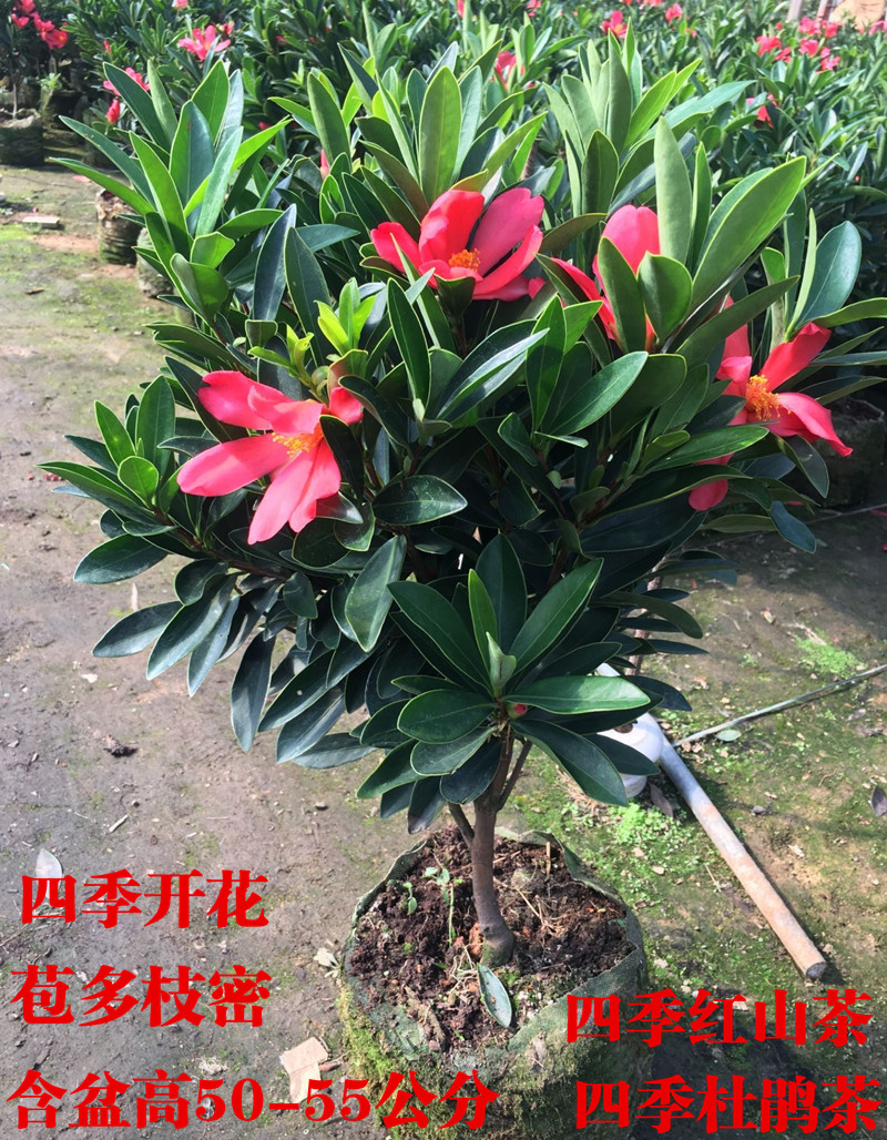 Rare camellia seasons cuckoo red camellia tea potted seedlings interior courtyard balcony green plant flowers bag in the mail