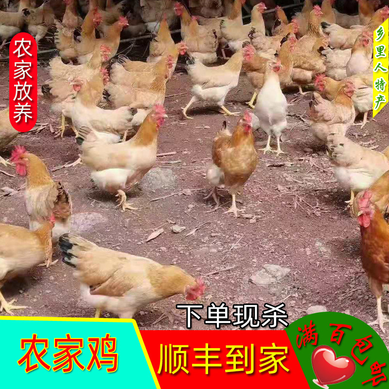 Meizhou Dabu farm chicken free-range local chicken capon chicken free-range free-range chicken mountain chicken fresh only sent to Guangdong