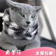 Russian blue cat purebred kitten pet level personal breeding domestic Maltese cat green-eyed short-haired aristocratic