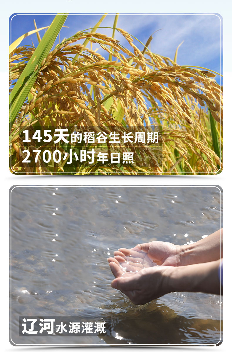 袁隆平 辽河基地大米东北新米 10斤*2件 图3