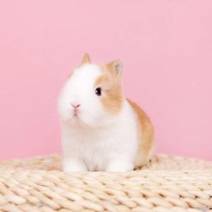 侏儒兔活体迷你小型宠物兔子活物长大不凤眼海棠茶杯兔猫猫垂耳兔