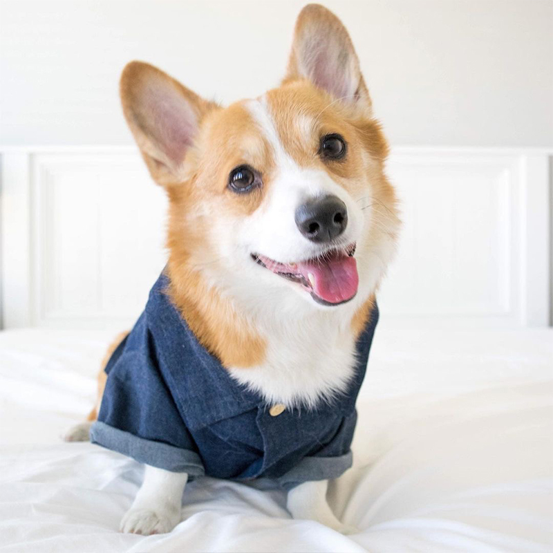 Shirt Dog Clothing Spring and Summer Clothing Teddy Pets Than Bear Bomi Chenery Summer Small Puppy Pets