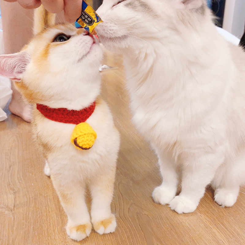 cat bell collar cat collar cat collar collar necklace dog collar kitten collar cat jewelry cat knitting