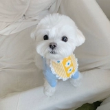 Полотенце из слюны кошки и собаки, свежая кукла в стиле принцессы, сине-белые британские короткие украшения в виде плюшевого корги, кружевной шарф.