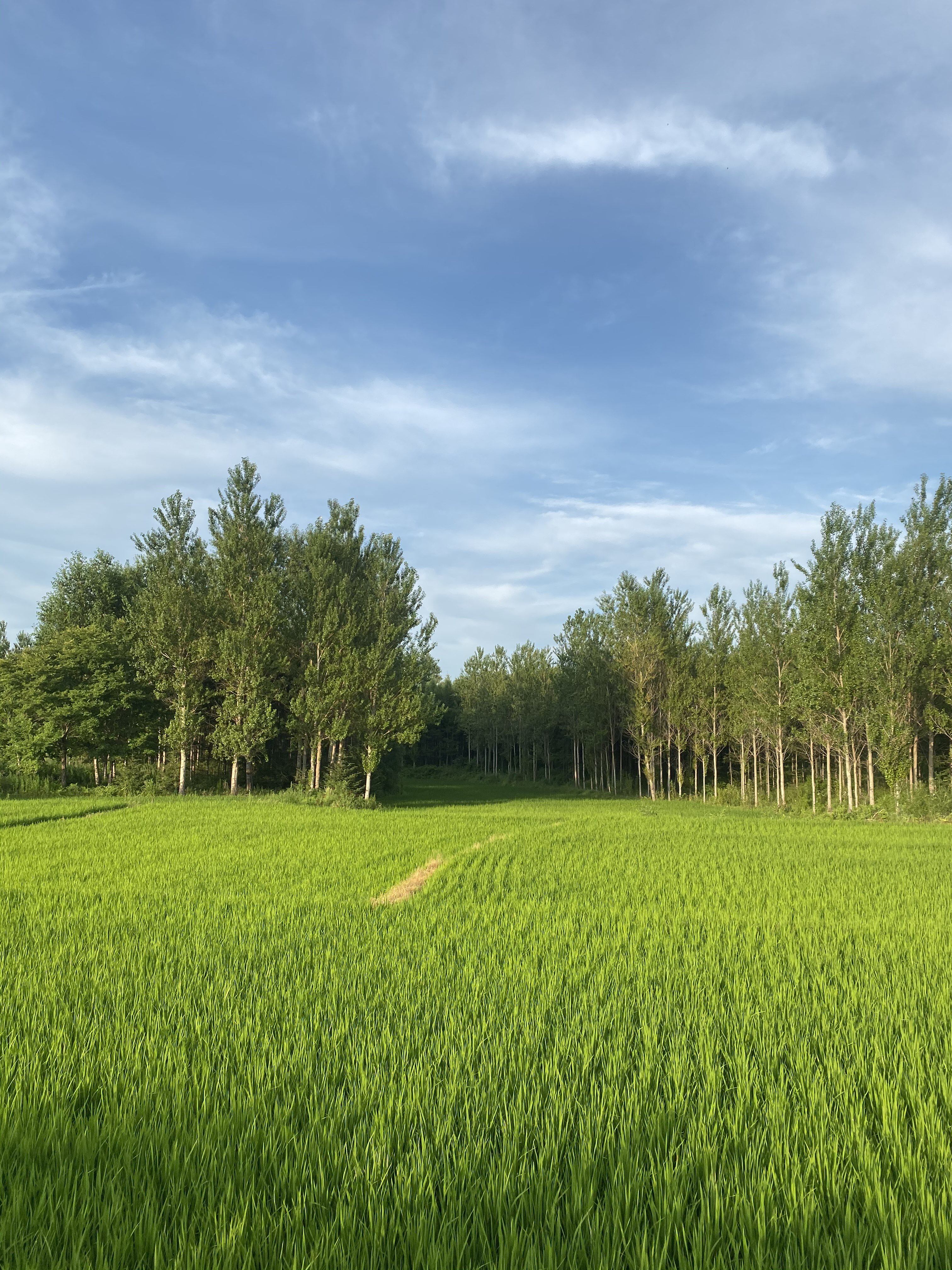 明泰粮贸农户种植基地的LOGO