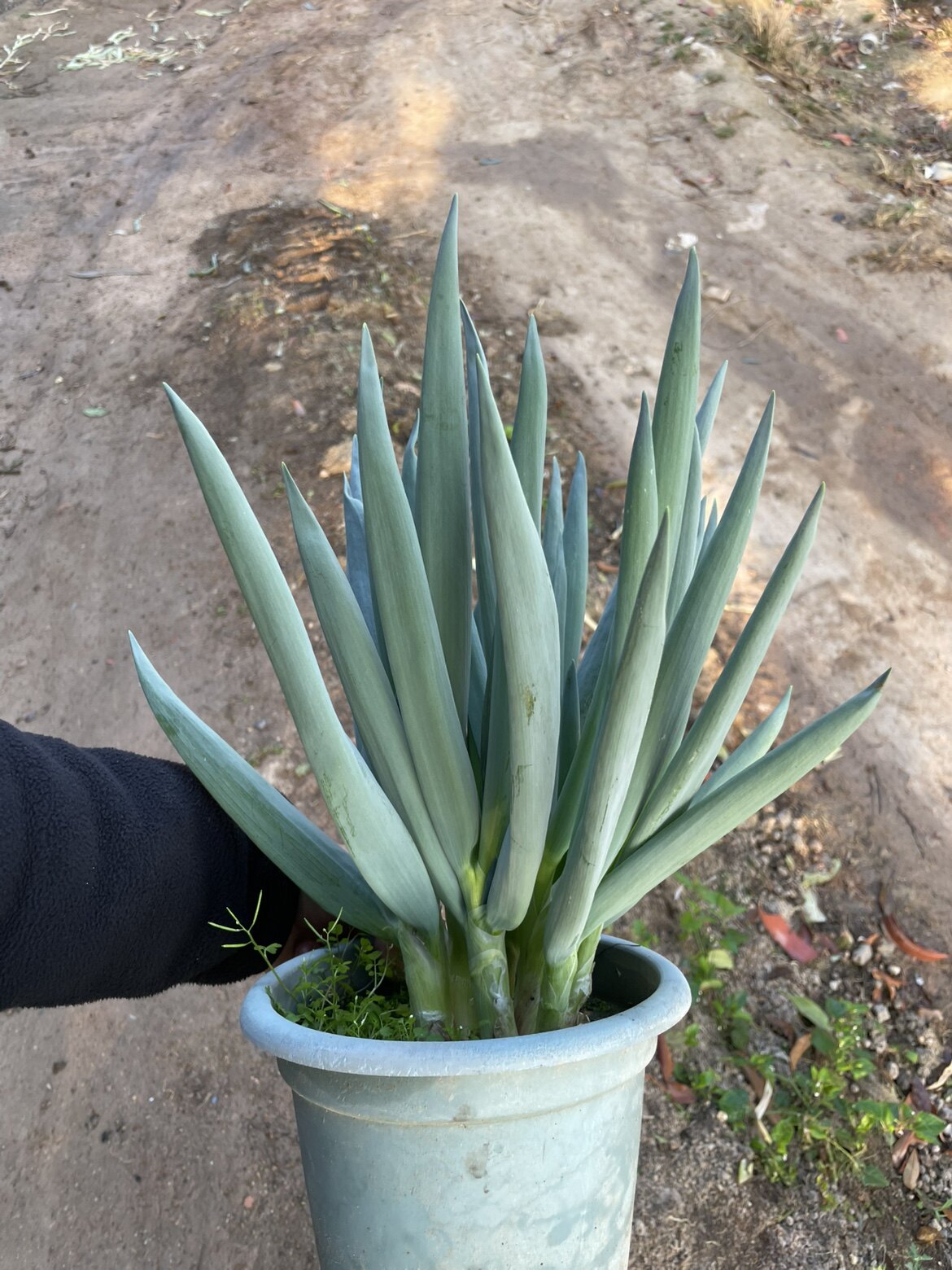 零點花驿小栈的LOGO