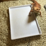 [Тигр] Рептимичный бассейн, ящерица Моря, Лейтенант Маленькие саженцы Пеня