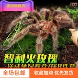 [Тигр] Бесплатная доставка в прямом эфире 头 Игла 蟋蟀 Масляная тыква