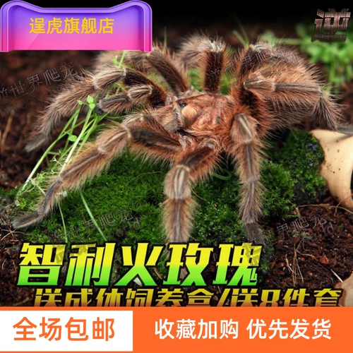 [Тигр] Бесплатная доставка в прямом эфире 头 Игла 蟋蟀 Масляная тыква