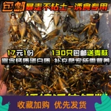 [Тигр] Бесплатная доставка в прямом эфире 头 Игла 蟋蟀 Масляная тыква