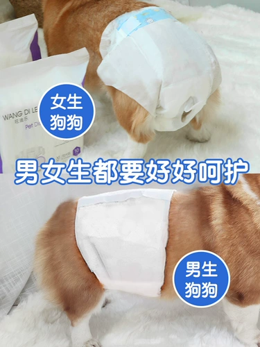 [Тигр] Собаки и собаки брюки мочи мужчины, собаки, собаки, физиологические штаны моча, моча, щенки, щенки, месяц тети маленьких собак