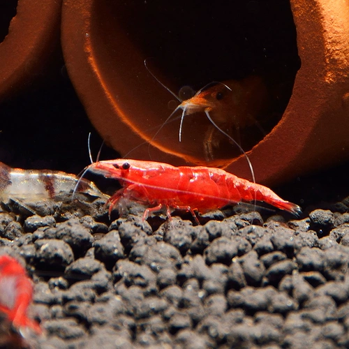 Экстремальные огненные креветки для креветочных креветков Наблюдение за креветками Живое тело пресноводство.