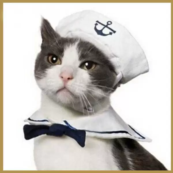 Товары от 夜半走心猫萌宠铺